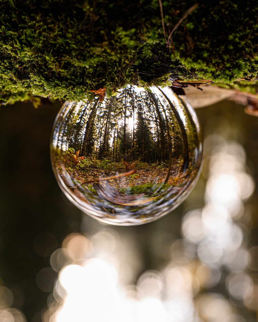 glass ball, forest, nature-4556170.jpg