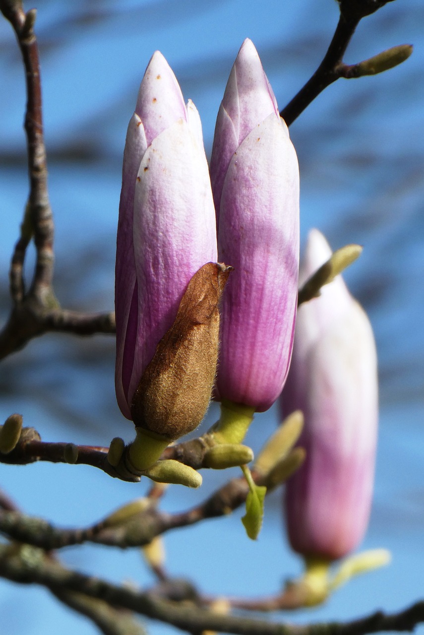 magnolia, flowers, spring-4895616.jpg